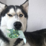 Hundesteuer: Husky mit 100 Euro-Schein im Maul