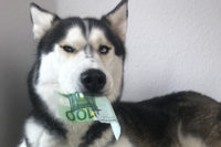 Hundesteuer: Husky mit 100 Euro-Schein im Maul