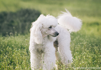 Pudel – Wesen, Verhalten und Haltung des Hundes