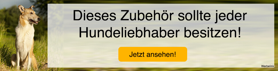Hunderassen mit Bild - Vielfalt in Aussehen und Eigenschaften