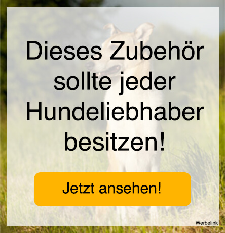 Hunderassen mit Bild - Vielfalt in Aussehen und Eigenschaften