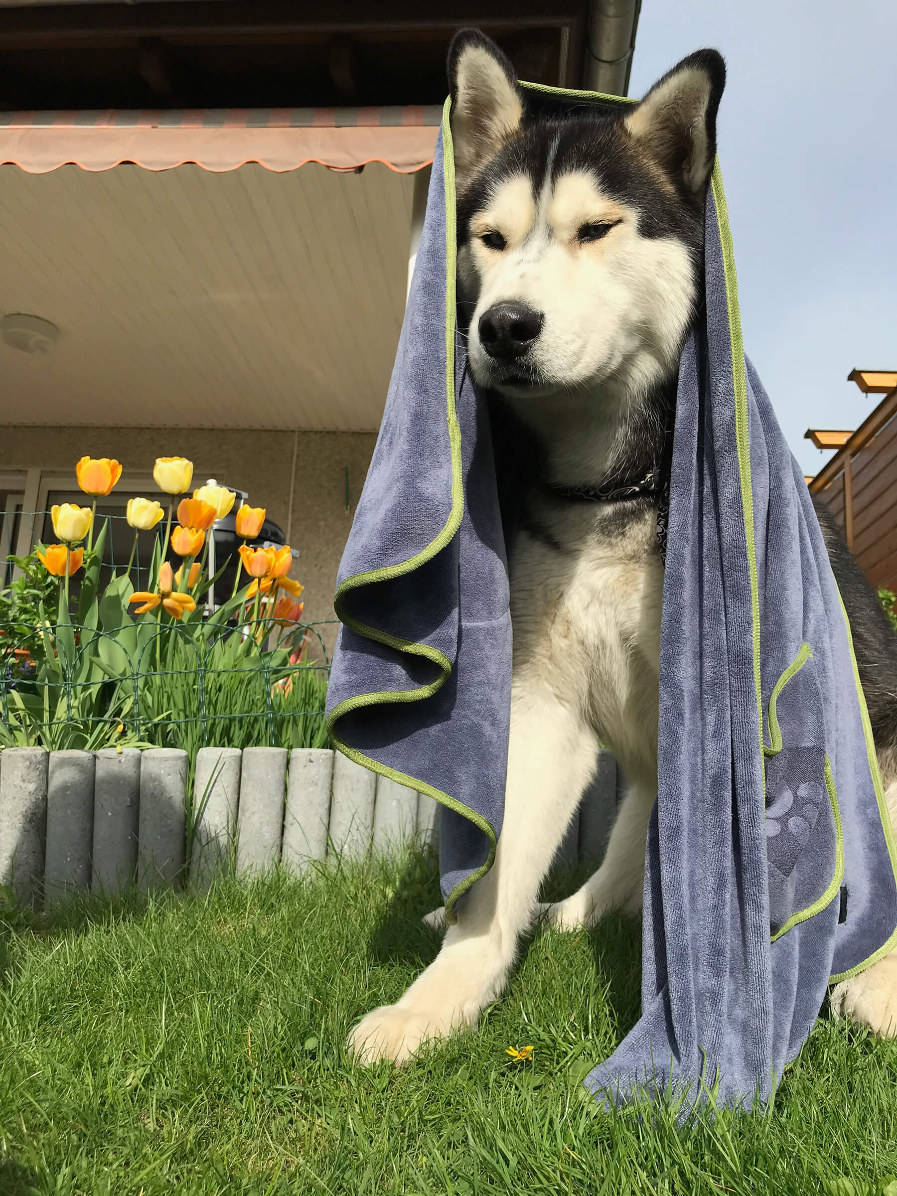 Husky mit Hundehandtuch über dem Kopf